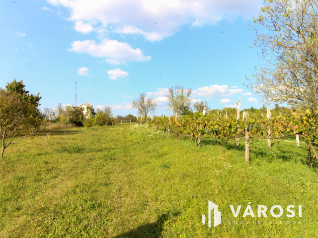 Belterületi nagyméretű telek présházzal és szőlővel Únyon