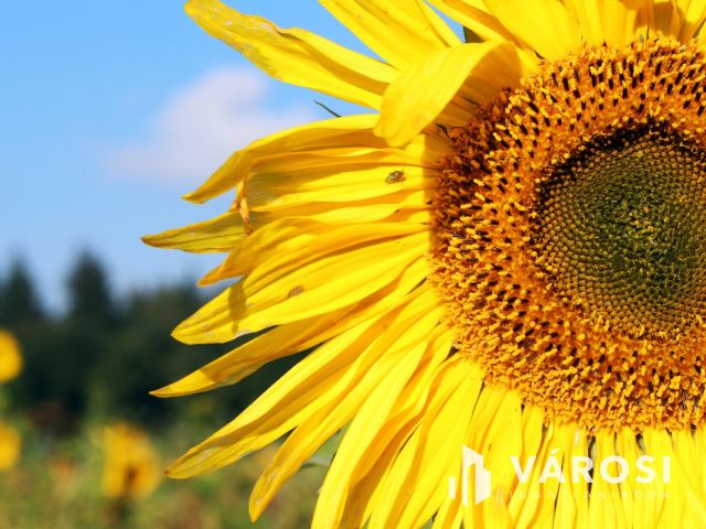 Termőföld az M44-es mentén