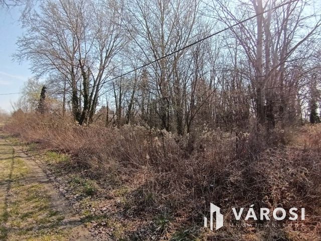 Dömsödön belterületi telek eladó!