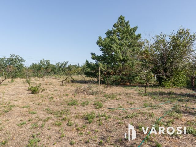 Tágas élettér és természetközeli tanya Szatymazon